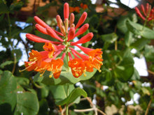 Load image into Gallery viewer, 3 Henry&#39;s Honeysuckle Lonicera &#39;henryi&#39; - Evergreen - Apx 2-3ft - Climber 2L Pots
