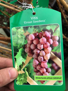 Red Grape Vine 'Einset' Seedless - Grow Outdoors Seedless 60-80cm Tall