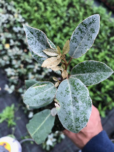 50 Elaeagnus ebbingei apx 20-30cm Tall - Evergreen Hedging - Green Silver Leaves