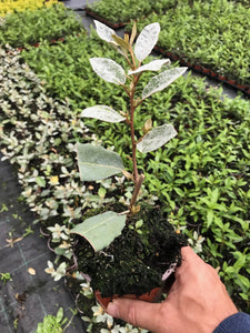 10 Elaeagnus ebbingei apx 20-30cm Tall - Evergreen Hedging - Green Silver Leaves