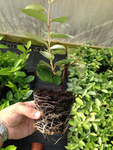 Load image into Gallery viewer, 50 Elaeagnus ebbingei apx 20-30cm Tall - Evergreen Hedging - Green Silver Leaves

