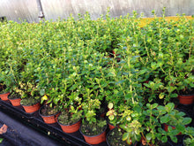 Load image into Gallery viewer, 50 Escallonia &#39;Pride of Donard&#39; Hedging 10.5cm Pots apx 30-45cm Tall
