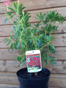 2 Pieris 'Forest Flame' Shrub in Large 2L Pots Evergreen