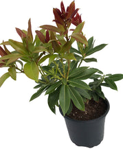 Load image into Gallery viewer, 2 Pieris &#39;Forest Flame&#39; (Seconds) 40-60cm Tall Shrub in Large 2L Pots
