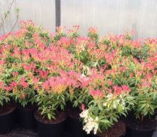 Load image into Gallery viewer, 3 Pieris &#39;Forest Flame&#39; Shrub in Large 2L Pots Evergreen
