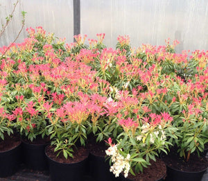 3 Pieris 'Forest Flame' Shrub in Large 2L Pots Evergreen
