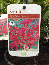 Load image into Gallery viewer, 3 Pieris &#39;Forest Flame&#39; Shrub in Large 2L Pots Evergreen
