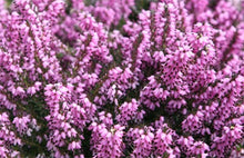 Load image into Gallery viewer, 20 Mixed Heather - Winter Flowering, Ground Cover - Red, Pink, Purple, White
