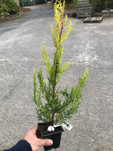 Load image into Gallery viewer, 25 Gold Leylandii Hedging - Leyland cypress apx 35-55cm Tall
