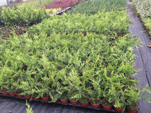 10 Gold Leylandii Hedging - Leyland Cypress apx 30-45cm - With Support Canes