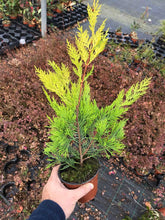 Load image into Gallery viewer, 15 Gold Leylandii Hedging - Leyland cypress apx 35-55cm Tall
