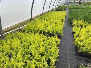 40 Gold Leylandii Hedging - Leyland Cypress apx 30-45cm - With Support Canes