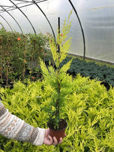 Load image into Gallery viewer, 10 Gold Leylandii Hedging - Leyland Cypress apx 30-45cm - With Support Canes
