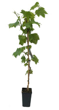 Load image into Gallery viewer, White Seedless Grape Vine &#39;Himrod&#39;- Grow Outdoors 2 Litre Pot
