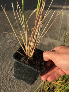 3 Calamagrostis acutiflora 'Karl Foerster' - 9cm Pots - Feather Reed-Grass