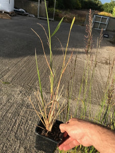 3 Calamagrostis acutiflora 'Karl Foerster' - 9cm Pots - Feather Reed-Grass