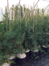 Load image into Gallery viewer, 5 Green Leylandii / Leyland Cypress Hedging 2L Pots - 40-60cm Tall
