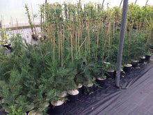 Load image into Gallery viewer, 10 Green Leylandii / Leyland Cypress Hedging 2L Pots - 40-60cm Tall
