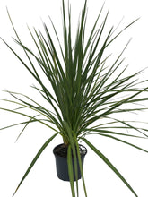 Load image into Gallery viewer, 1 Cordyline australis Evergreen Palm (SECONDS) - approx 2-3ft (60-90cm) tall
