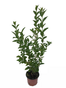 20 Green Privet Hedging Plants apx 40-60cm in Pots Ligustrum ovalifolium