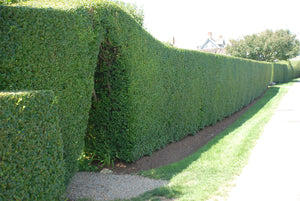 50 Green Privet Hedging Plants 40-60cm in Pots Ligustrum ovalifolium
