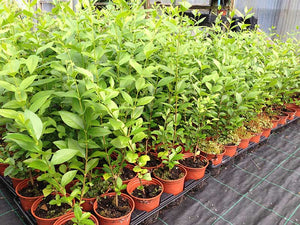 20 Green Privet Hedging Plants apx 40-60cm in Pots Ligustrum ovalifolium