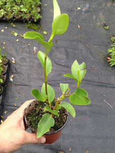 50 Griselinia Hedging Plants - New Zealand Laurel - apx 30cm Plus Tall