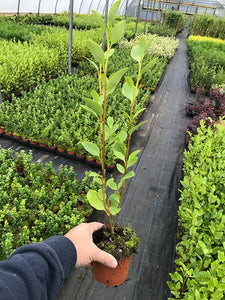 40 Griselinia Hedging Plants - New Zealand Laurel - apx 30cm Plus Tall