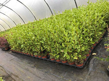 Load image into Gallery viewer, 20 Griselinia Hedging Plants - New Zealand Laurel - apx 30cm Plus Tall
