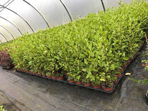 30 Griselinia Hedging Plants - New Zealand Laurel - apx 30cm Plus Tall