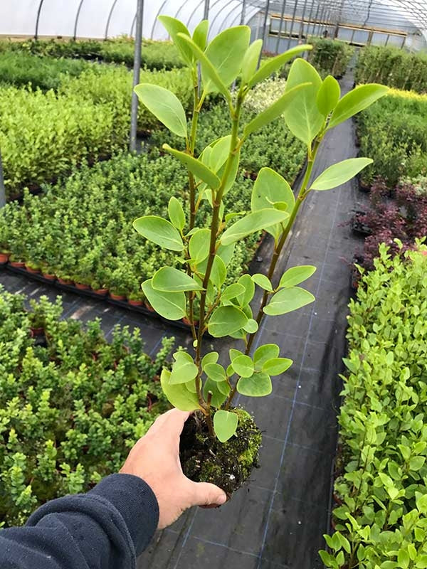40 Griselinia Hedging Plants - New Zealand Laurel - apx 30cm Plus Tall