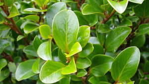 10 Griselinia Hedging Plants - New Zealand Laurel - apx 30cm Plus Tall