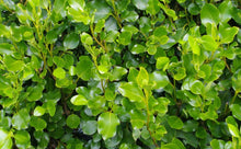 Load image into Gallery viewer, 40 Griselinia Hedging Plants - New Zealand Laurel - apx 30cm Plus Tall
