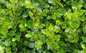 25 Griselinia Hedging Plants - New Zealand Laurel - apx 30cm Plus Tall