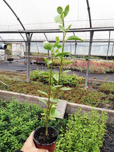 Load image into Gallery viewer, 10 Griselinia Hedging Plants - New Zealand Laurel - apx 30cm Plus Tall

