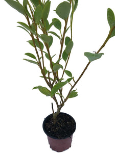 10 Griselinia Hedging Plants - New Zealand Laurel - apx 30cm Plus Tall
