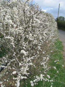 250 Hawthorn Hedging approx 90cm (3ft) ,Crataegus, Quickthorn,Whitethorn,Native Hedge