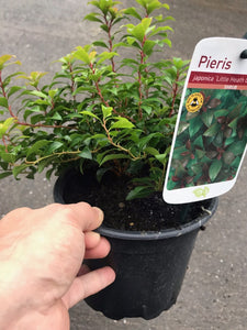 2 Pieris japonica 'Little Heath' (Seconds) 2L Pot