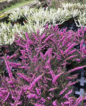 Load image into Gallery viewer, 10 Mixed Heather - Winter Flowering, Ground Cover - Red, Pink, Purple, White
