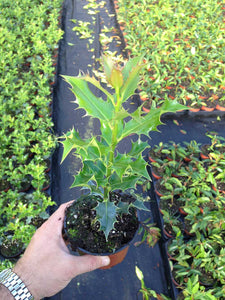 30 Holly Hedging Plants - Ilex Aquifolium Alaska - Evergreen - apx 25-35cm in Pots
