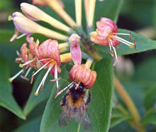 Load image into Gallery viewer, 2 Henry&#39;s Honeysuckle Lonicera &#39;henryi&#39; (Seconds) - Evergreen Climber - Apx 2-3ft
