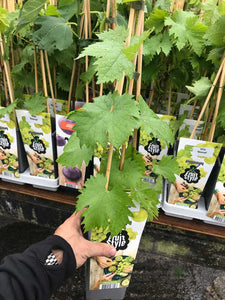 White Seedless Grape Vine 'Himrod'- Grow Outdoors 2 Litre Pot