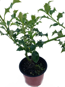 20 Holly Hedging Plants - Ilex Aquifolium Alaska - Evergreen - apx 25-35cm in Pots
