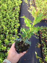 Load image into Gallery viewer, 40 Holly Hedging Plants - Ilex Aquifolium Alaska - Evergreen - apx 25-35cm in Pots
