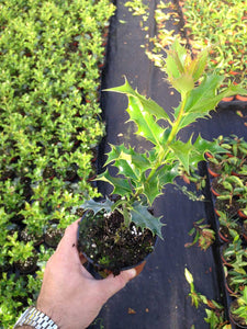 25 Holly Hedging Plants - Ilex Aquifolium Alaska - Evergreen - apx 25-35cm in Pots