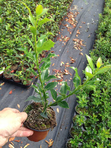 10 Holly Hedging Plants - Ilex Aquifolium Alaska - Evergreen - apx 25-35cm in Pots