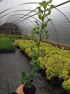 40 Holly Hedging Plants - Ilex Aquifolium Alaska - Evergreen - apx 25-35cm in Pots