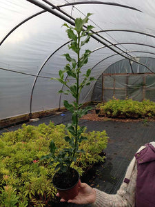 50 Holly Hedging Plants - Ilex Aquifolium Alaska - Evergreen - apx 30-40cm in Pots