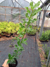 Load image into Gallery viewer, 15 Holly Hedging Plants - Ilex Aquifolium Alaska - Evergreen - apx 25-35cm in Pots
