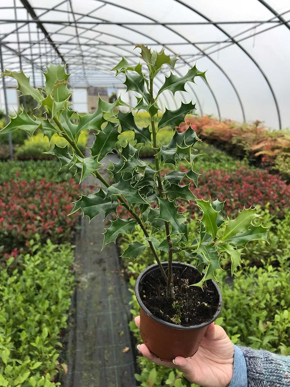 10 Holly Hedging Plants - Ilex Aquifolium Alaska - Evergreen - apx 25-35cm in Pots